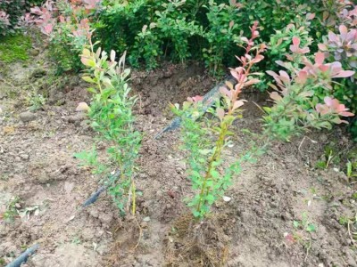 40公分红叶小檗绿篱苗基地有50万棵苗壮根系发达 货源充足图2