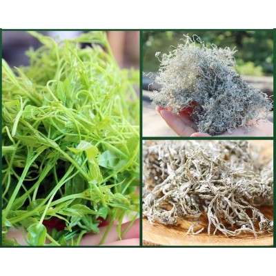 新茶上市,现在品饮来凤藤茶再好不过图4