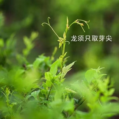 新茶上市,现在品饮来凤藤茶再好不过图3
