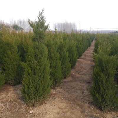 沭阳蜀桧价格1米8至2米高蜀桧价格批发图3