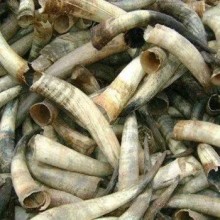 非洲牛角进口清关步骤及注意事项讲解