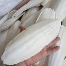 墨鱼骨进口报关流程和资料详解
