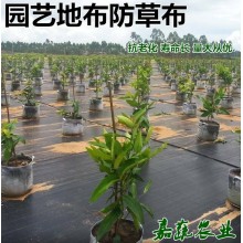 防草布专业生产各种规格型号地布防草