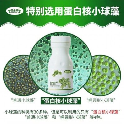 OEM贴牌代加工 蛋白核小球藻压片糖果源头厂家图3